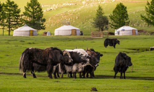 Mongolia